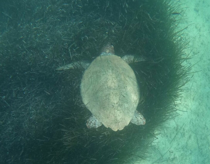 Discover the Aegean sea